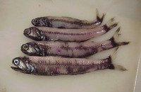 Gymnoscopelus nicholsi, Nichol's lanternfish: fisheries