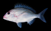 Polysteganus baissaci, Frenchman seabream: fisheries