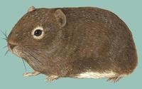 Image of: Galea musteloides (common yellow-toothed cavy)