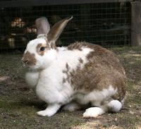 Image of: Oryctolagus cuniculus (European rabbit)