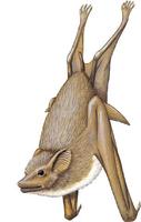 Image of: Taphozous mauritianus (Mauritian tomb bat)