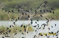Hirundo rustica - Barn Swallow