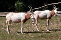 Oryx dammah - Scimitar-horned Oryx