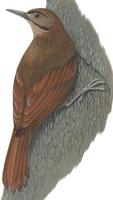 Image of: Dendrocincla fuliginosa (plain-brown woodcreeper)