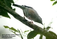 White-browed Shrike Babbler - Pteruthius flaviscapis