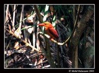 Ruddy Kingfisher - Halcyon coromanda
