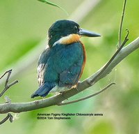 American Pygmy Kingfisher - Chloroceryle aenea