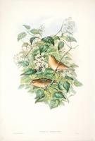 Richter after Gould Garden Warbler (Curruca hortensis)