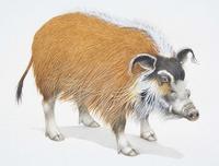 Bush Pig (Potamochoerus porcus)