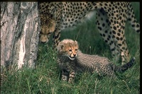 : Acinocyx jubatus; Cheetah