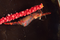 : Heptacarpus flexus; Broken-back Shrimp;