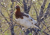 Willow Ptarmigan. Photo by Dave Kutilek. All rights reserved.