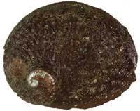 Blacklip Abalone - Haliotis rubra