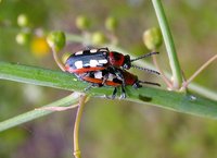 Crioceris asparagi - Asparagus Beetle