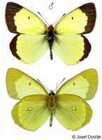 Colias palaeno - Moorland Clouded Yellow