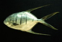 Trachinotus rhodopus, Gafftopsail pompano: fisheries, gamefish