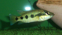 Hemichromis fasciatus, Banded jewelfish: fisheries, aquaculture, aquarium