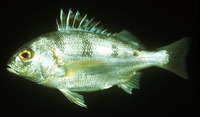 Pomadasys maculatus, Saddle grunt: fisheries