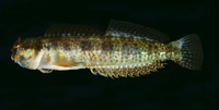 Entomacrodus thalassinus thalassinus, Sea blenny: