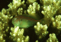 Gobiodon histrio, Broad-barred goby: aquarium
