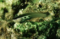 Ecsenius bimaculatus, : aquarium