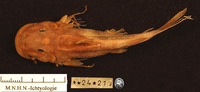 Atopochilus pachychilus, :