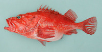 Neomerinthe folgori, Folger's scorpionfish: