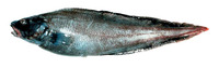 Bothrocara brunneum, Twoline eelpout: fisheries