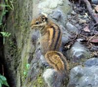 Image of: Tamiops swinhoei (Swinhoe's striped squirrel)