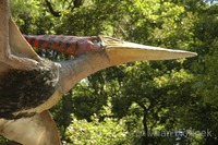 Pteranodon sp.