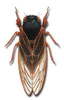 Image of: Magicicada septendecim (periodical cicada, seventeen-year cicada)