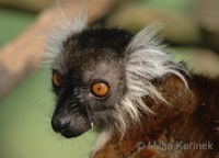 Eulemur macaco macaco - Black Lemur