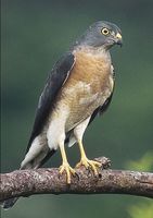 Chinese Sparrowhawk - Accipiter soloensis