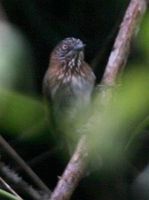 Mindanao Pygmy Babbler - Stachyris plateni