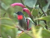 Black-sided Flowerpecker - Dicaeum monticolum