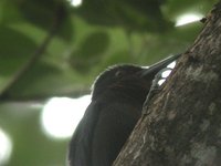 Guadeloupe Woodpecker - Melanerpes herminieri