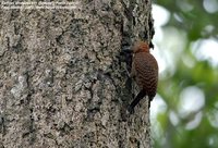 Rufous Woodpecker - Celeus brachyurus