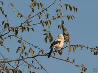 Southern Pied-Babbler - Turdoides bicolor