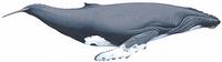 Humpback whale, Megaptera novaeangliae