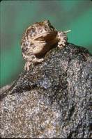 wyomingtoad sm.jpg: Wyoming toad