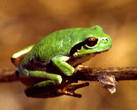 : Hyla japonica stepheni; Japanese Tree Frog