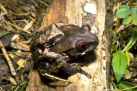 : Leptopelis kivuensis