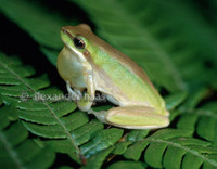 : Litoria bicolor; Northern Dwarf Tree Frog