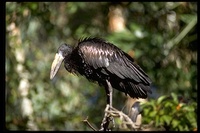 : Anastomus lamelligerus; African Openbill Stork