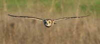 : Asio flammeus; Short-eared Owl