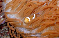 : Amphiprion ocellatus; Clownfish In Anemone