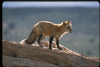 : Vulpes fulva; Red Fox