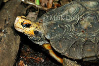 : Kinixys homeana; Wesafrican Hingeback Tortoise