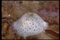 : Lamellaria sp.; Marine Snail