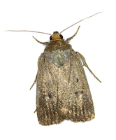 Amphipyra tragopoginis - Mouse Moth